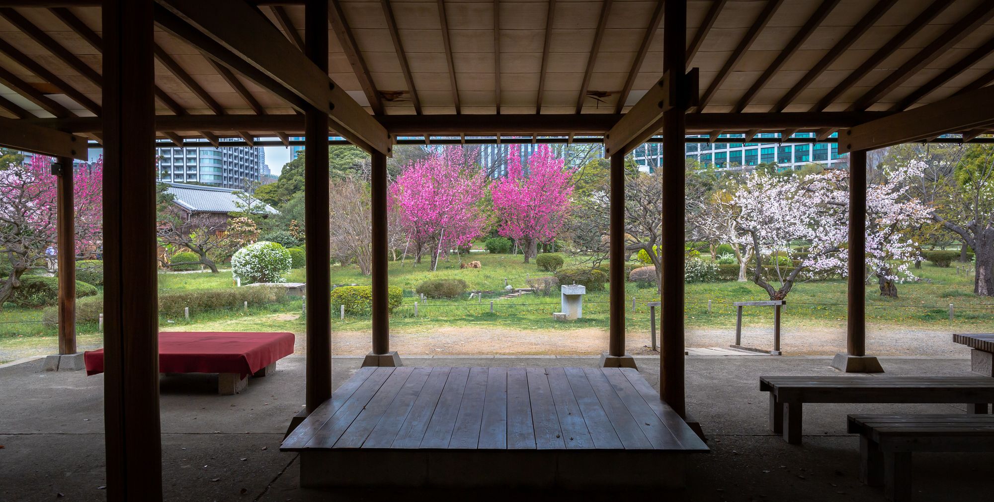 Looking out from a covered pavillion at blossoming plum and cherry trees in a Japanese garden.