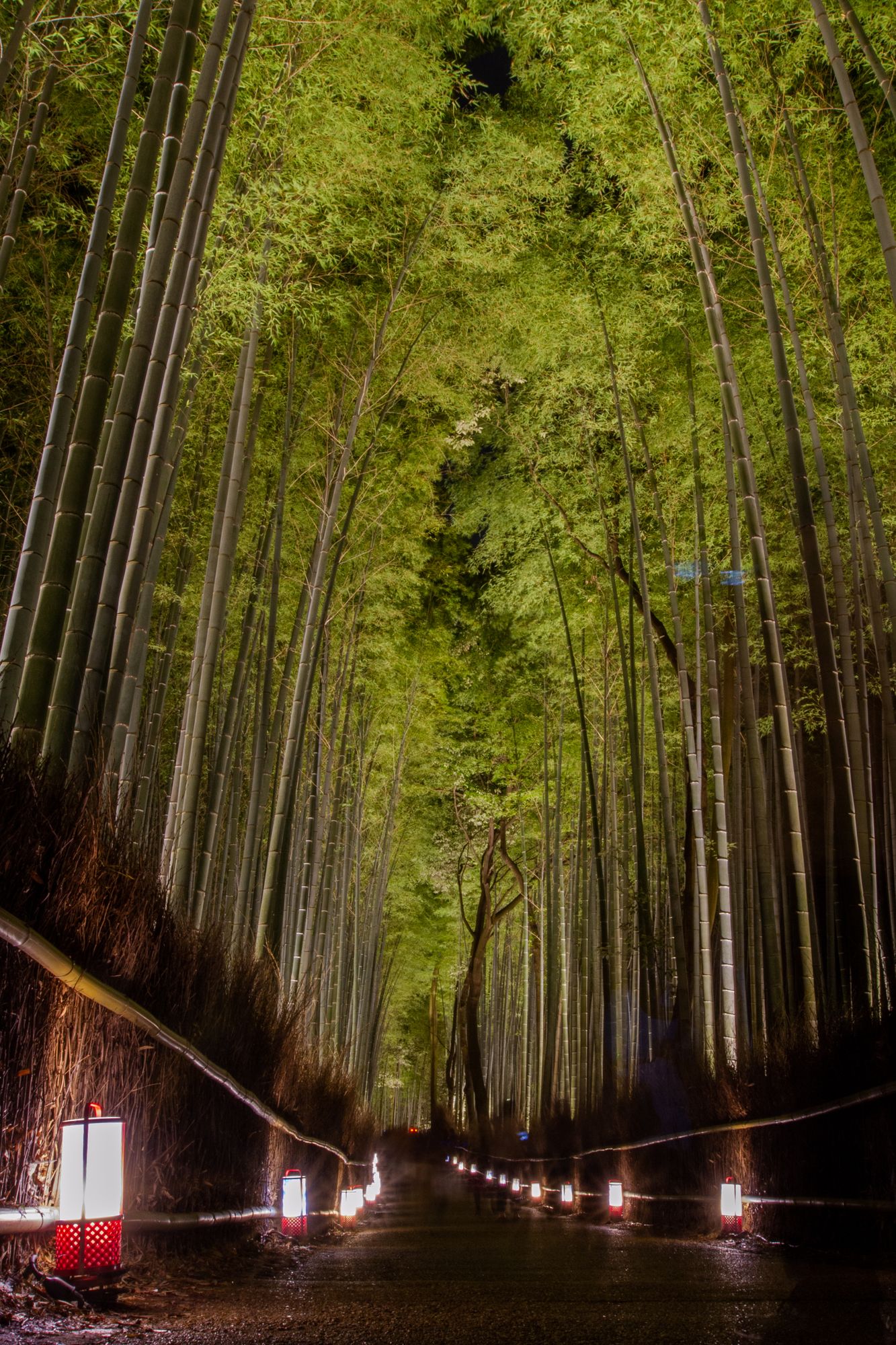 Night scene of a path leading through tall bamboo trees. The trees are illuminated and the path itself is illuminated by small lanterns.
